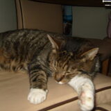 ons allermans vriend Smockey