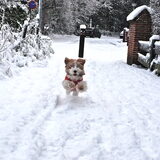 Dit is Woody