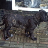 ik hoor de grote dobermann van de buren..