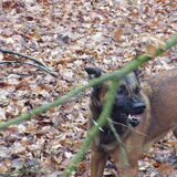 oeeeeeeee enge hond