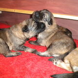 De eerste 'acties' van de pups...