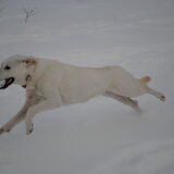 Run Shelby run