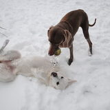 Lekker spelen in de sneeuw
