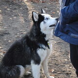Hp Wandeling - heemstede
