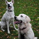 Murphy en Shelby. Samen met één van mijn beste vriendjes