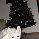 Voor de kerstboom