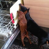 Jazzy kopieert Lina en doet wat zij ook doet....