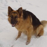Gaan we verder? Ik krijg een koud achterwerk!(winter 2010)