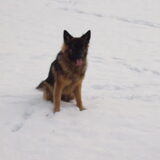 Ziva: Kom maar op met die sneeuwballen! (winter 2010)