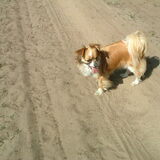 dit is ons lief schatje Lizzy die op 3 augustus 2010 overleden is aan…