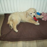 Dit is onze pup Luna, ze is hier 8 weken oud! Ze is ontzettend…