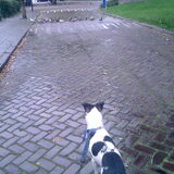 ... Smakelijke Vogeltjes, maar mag er niet naar toe!