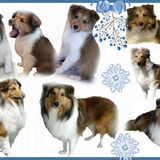 Kleine shelties worden groot...
