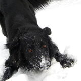 Raja in de sneeuw