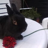 dit is mijn ram konijn black heb hem al 3 jaar ne kan hem nu niet meer…