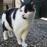 dit is macero onze andere gecastreerde kater ook 20 jaar broer van…