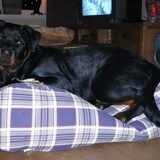 Foto van kate &  mijn rottie Hummer