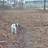 Foto van liesbeth,Turbo,Luna, Levi en Faith