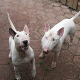 Ajay & Bandit