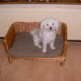 daisy woont sinds sep 2006 bij ons zij is een heel lief hondje en…