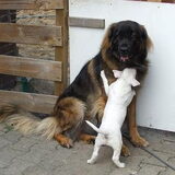 Baby Ajay knuffelen met Leonberger Kelly