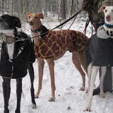 Van lnr Dizzy, Joy en Fynn. Joy en Dizzy zijn hier sinds 2006 en Fynn…