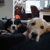 Bink en Bas ( nieuwe aanwinst van mijn zus)