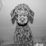 Foto van Mirjam en Curly Koda