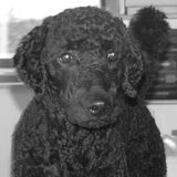 Foto van Mirjam en Curly Koda