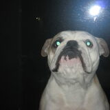 Foto van petra ,bertha en boomer