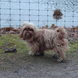 Foto van liesbeth,Turbo,Luna, Levi en Faith