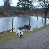 Foto van liesbeth,Turbo,Luna, Levi en Faith