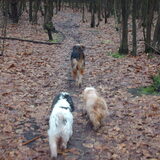 Onze 3 musketiers.