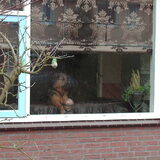 Of is hij gewoon de waakhond.