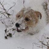 Louis de sneeuwschuiver