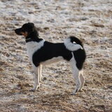 Hummer mijn pokkepuppy zoals ik hem noem, want het is een doerak eerste…
