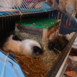 Swiebertje en Lobbes zijn 2 cavia's die wegens mishandeling op de…