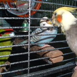 Kakariki Gizmo,Valkparkiet Milou en grasparkiet Misty
