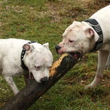 Samen delen samen spelen