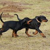 De 2 zusjes ,Hanka en Holly van Natsonda , 8 weken oud