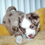 Nieuw vriendinnetje van Micky, Rowan & Myla