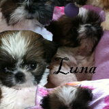 Luna we zullen je nooit vergeten lieverd