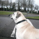 Senna, 16-01-2011