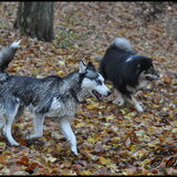 Hp-wandeling