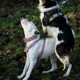 Haha, Andor met Lady