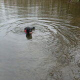 Nee, zie ik dat goed? FALKOR IN'T WATER! Tis een wonder