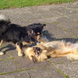 Foto van Appie en de tibbies