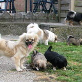 Foto van Appie en de tibbies