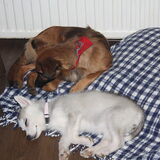 Sleeping beauties