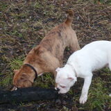 Samen alles onderzoeken XD